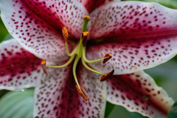 Makro Blütenstempel einer Lilium orientalis - Lilie Stargazer