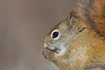 American Red Squirrel (Tamiasciurus hudsonicus) in winter