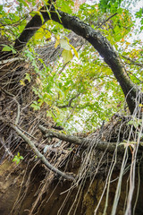 Tree roots in ravine sand background.