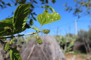 Obraz premium Tree Morus alba the White. Graduation fruits Morus alba Small In a tree. green leaves on a tree