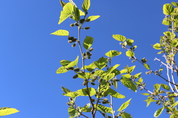 Tree Morus alba the White. Graduation fruits Morus alba Small In a tree. green leaves on a tree