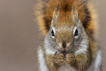 American Red Squirrel (Tamiasciurus hudsonicus) in winter