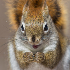 American Red Squirrel (Tamiasciurus hudsonicus) in winter