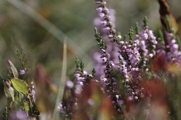 purple flowers in the meadow