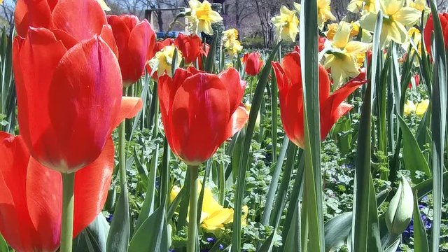 Close-up of red tulips in flower garden.