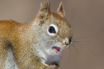 American Red Squirrel (Tamiasciurus hudsonicus) in winter