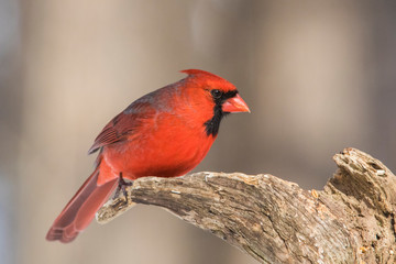 Male Northern Cardinal in winter 