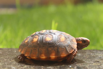 turtle on grass
