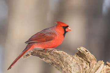 Male Northern Cardinal in winter 