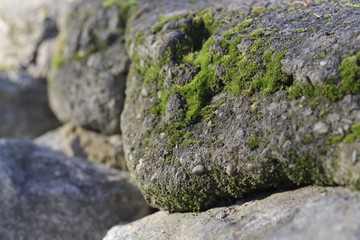 moss on a stone