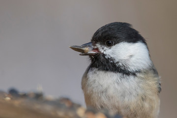 Black-capped chickadee (Poecile atricapillus) portrait