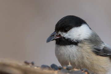 Black-capped chickadee (Poecile atricapillus) portrait