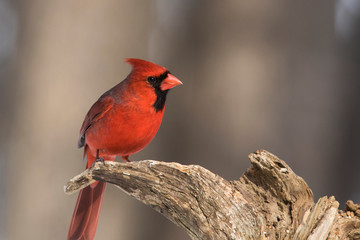 Male Northern Cardinal in winter 