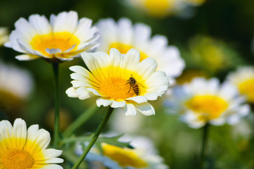 Honey bee in a isolated white yellow flower in a garden with beautiful view and depth of field