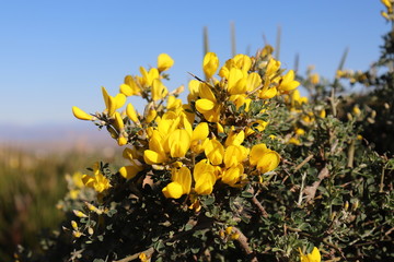 Irish gorse bush. wild flowers close up.Flowers Yellow With thorns in a Wild tree bush Gorse