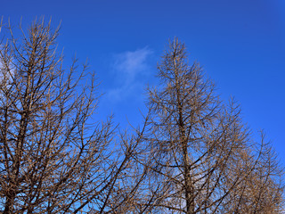 trees and sky