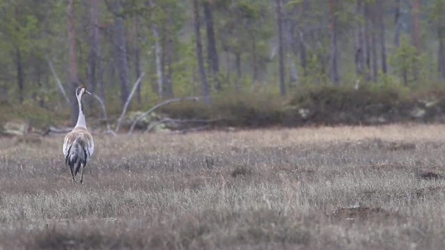 Gray crane (Grus grus) walks in the swamp. Royal bird in Lapland in the conditions of the Scandinavian boreal forests. Nesting habitat of Common crane. Lapland