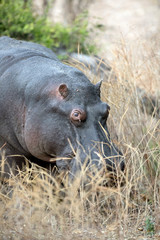 Portrait of a hippo