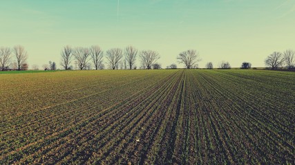 Junges Winterweizenfeld