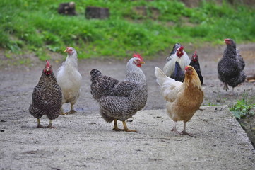 Chicken on the Road in Bosnia and Herzegovina