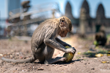 Naklejka premium A monkey is peeling fruit