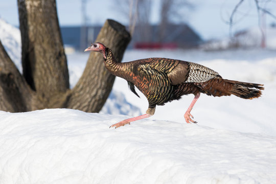 Wild turkey in Canadian winter