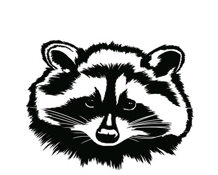Decorative portrait of raccoon