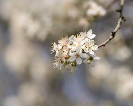 Mirabellenb&uuml;ten 