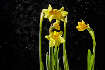 beautiful flowers daffodils
