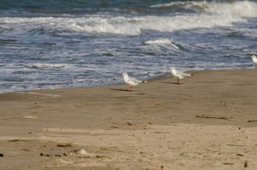 Fototapeta na wymiar Coppia di gabbiani che camminano sulla spiaggia in riva al mare