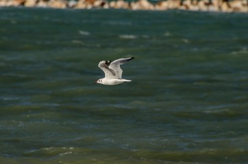Bellissimo gabbiano che vola sopra il mare