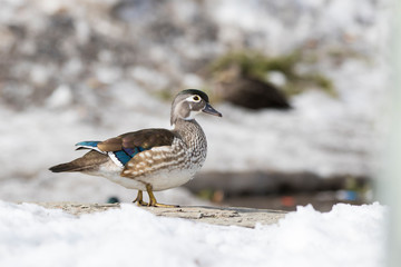 Female wood duck in winter