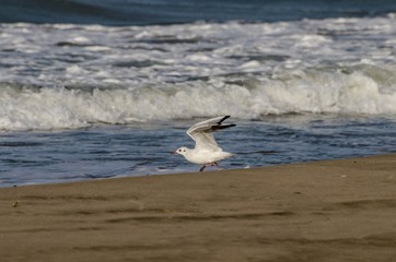 Gabbiano che sta per spiccare il volo sulla riva del mare