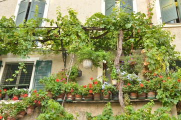 Fototapeta na wymiar Grape leaves and flower pots at building in Malcesine, Lake Garda, Italy