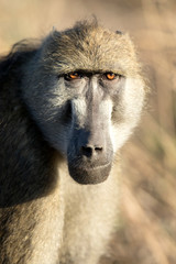 Baboon portrait
