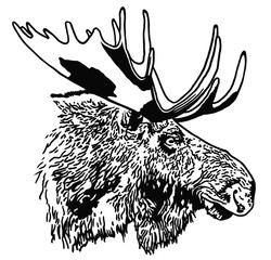 Decorative portrait of moose. Illustration in black color on white backgraund