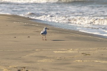 Gabbiano che cammina sulla spiaggia in riva al mare