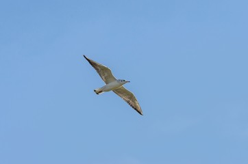 Bellissimo gabbiano che vola nel cielo
