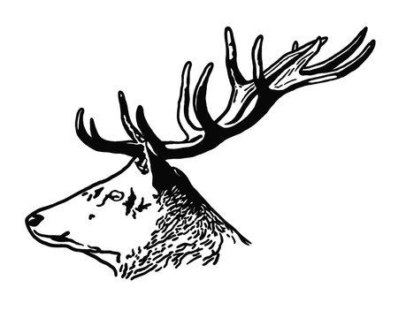 Decorative portrait of deer. Illustration in black color on white background