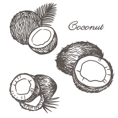 Vector engraving of coconuts on the white background. 