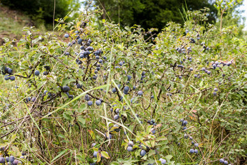 Blue berries on the bushes.