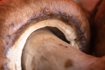 Macro shot of brown champignon mushrooms