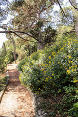 Flowers along the walkway.