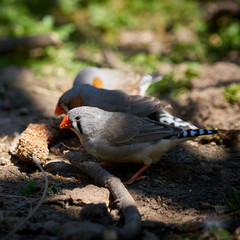 Zebra finches on the ground while eating 