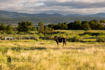 Dark horse standing in yellow field with trees and mountains in the background, Island of Orleans, Quebec