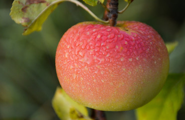 red apple on a branch