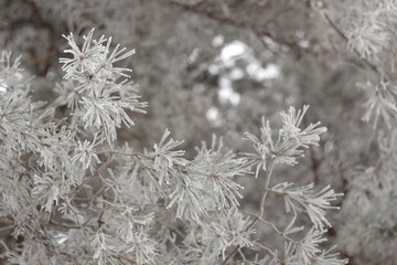 frost on the tree
