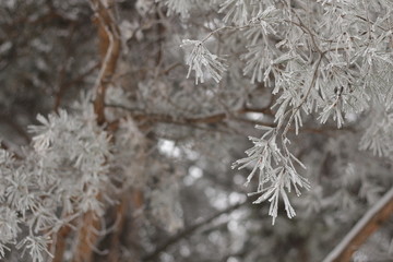 winter pine tree hoarfrost snow new year