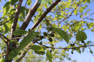 Tree Morus alba the White. Graduation fruits Morus alba Small In a tree. green leaves on a tree