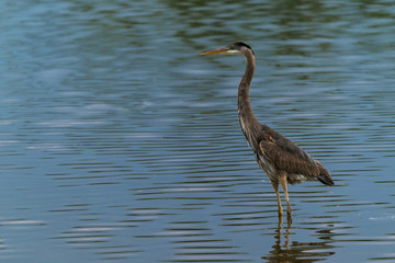 A heron wading in a lake 01